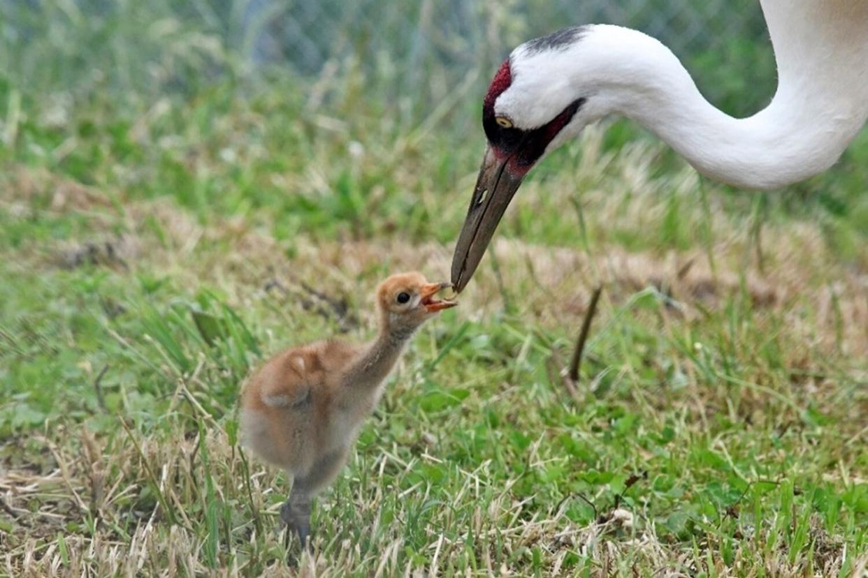 Endangered Whooping Crane Hatches at Smithsonian National Zoo Site