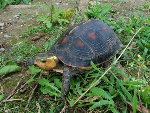 Yellow-margined box turtles were among dozens stolen from an Okinawa Zoo