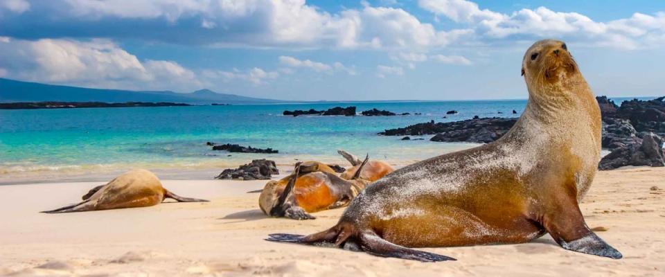 Ecuador. The Galapagos Islands. Seals are sleeping on the beach. Beaches of the Galapagos Islands. Pacific Ocean. Seals in Ecuador. Animals of the Galapagos Islands.