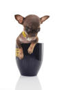 Milly, the Puerto Rican Chihuahua, weighs about 7 ounces and is 3 inches tall.