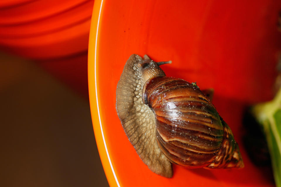 MIAMI, FL - SEPTEMBER 15: A Giant African land snail is seen as the Florida Department of Agriculture and Consumer Services announces it has positively identified a population of the invasive species in Miami-Dade county on September 15, 2011 in Miami, Florida. The Giant African land snail is one of the most damaging snails in the world because they consume at least 500 different types of plants, can cause structural damage to plaster and stucco, and can carry a parasitic nematode that can lead to meningitis in humans. An effort to eradicate the snails is being launched. The snail is one of the largest land snails in the world, growing up to eight inches in length and more than four inches in diameter. (Photo by Joe Raedle/Getty Images)