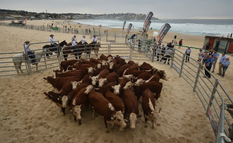 The journey the cattle took illustrates the size of the vast island continent and why people who live in rural and remote areas can struggle to access health services