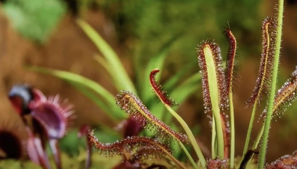 closeup of the sticky tentacles