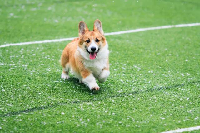 The Seahawks Dancers on X: What we've all been waiting for OUR CORGI  CUP WINNER 