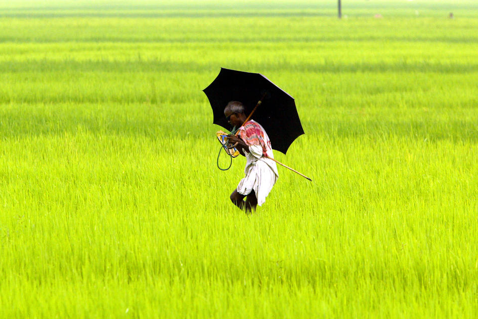 India farmer