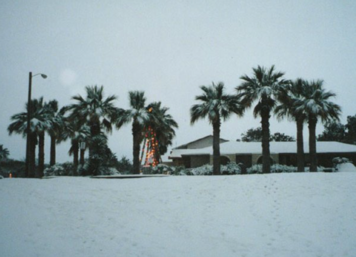An unusual sight: palm trees covered in snow in Portland, Texas
