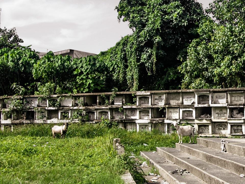 cebu graveyard