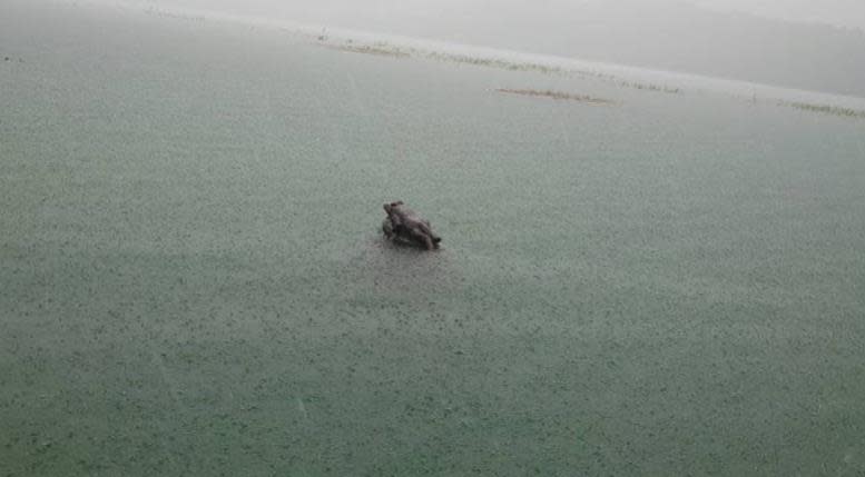 生態惡霸又現蹤超過10台斤胖魚虎　日月潭漁民「魚球」電撈大作戰