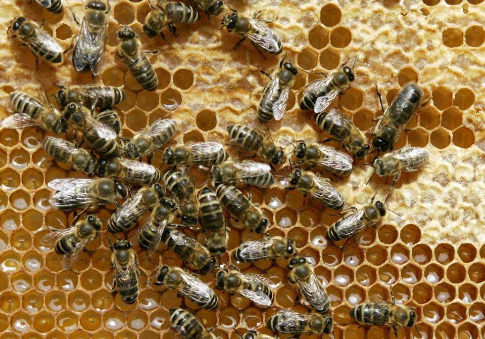 FILE PHOTO: In this May 21, 2008 file photo, honey bees sit on a honeycomb in Germany. A recently released study has found the number of colonies did not decline as much as it did in past winters.