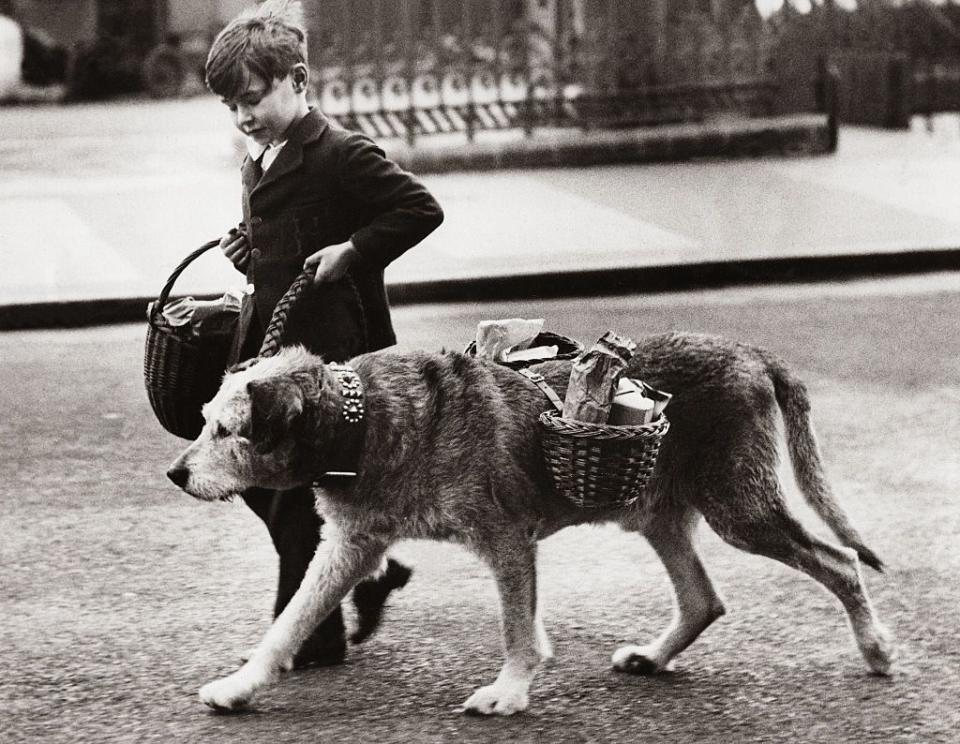 <p>A young boy walks his dog on a leash, as the pooch helps by carrying baskets filled with groceries on its back.</p>