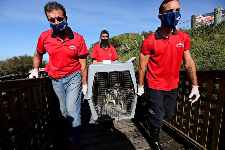 Fueron reinsertados a su medio ambiente doce ejemplares de pingüinos de Magallanes, rehabilitados por los veterinarios y biólogos del CRFM de Mar del Plata
 