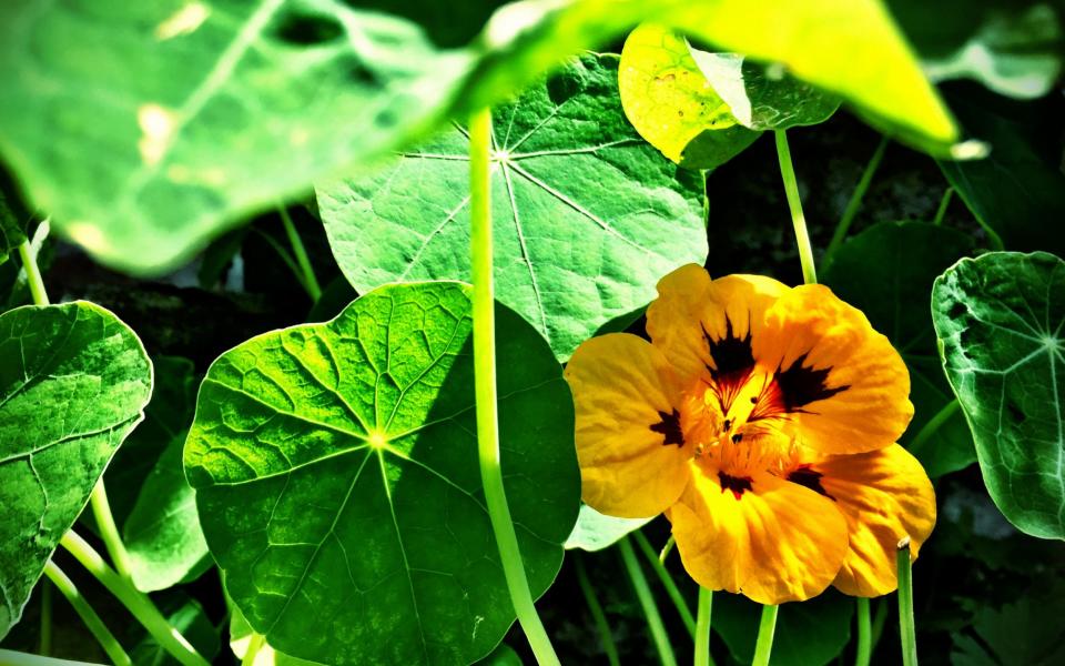 Nasturtiums -  Juergen Baumann 