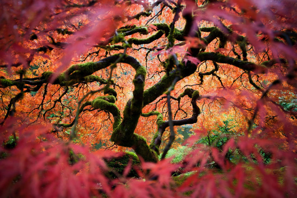 Merit Winner: This is the great Japanese maple tree in the Portland Japanese Gardens. I tried to bring a different perspective of this frequently photographed tree. (Photo and caption by Fred An/National Geographic Traveler Photo Contest) <br> <br> <a href="http://travel.nationalgeographic.com/travel/traveler-magazine/photo-contest/2012/entries/gallery/winners/" rel="nofollow noopener" target="_blank" data-ylk="slk:Click here to see the National Geographic Traveler's Winners Gallery;elm:context_link;itc:0;sec:content-canvas" class="link ">Click here to see the National Geographic Traveler's Winners Gallery</a>