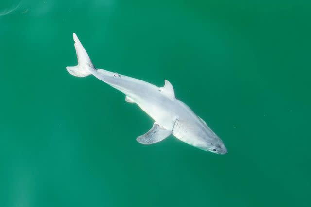 Haven't seen anything like it': shock as great white shark washes up on NSW  beach, Sharks