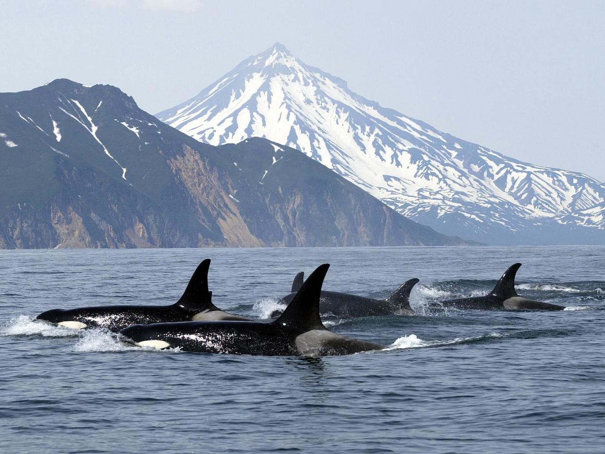 Killer whales tend to travel in packs of seven or more: Getty Images/iStockphoto