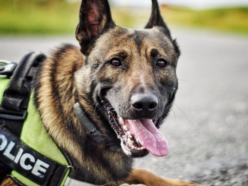 PD Jax (Polizei von Lancashire)