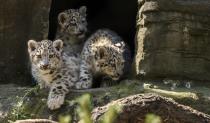 Three 12 week old snow leopard cubs, Animesh, Ariun and the third as yet un-named cub venture from their cave at Marwell Zoo near Winchester for the first time.