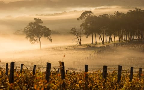 A Margaret River vineyard - Credit: GETTY