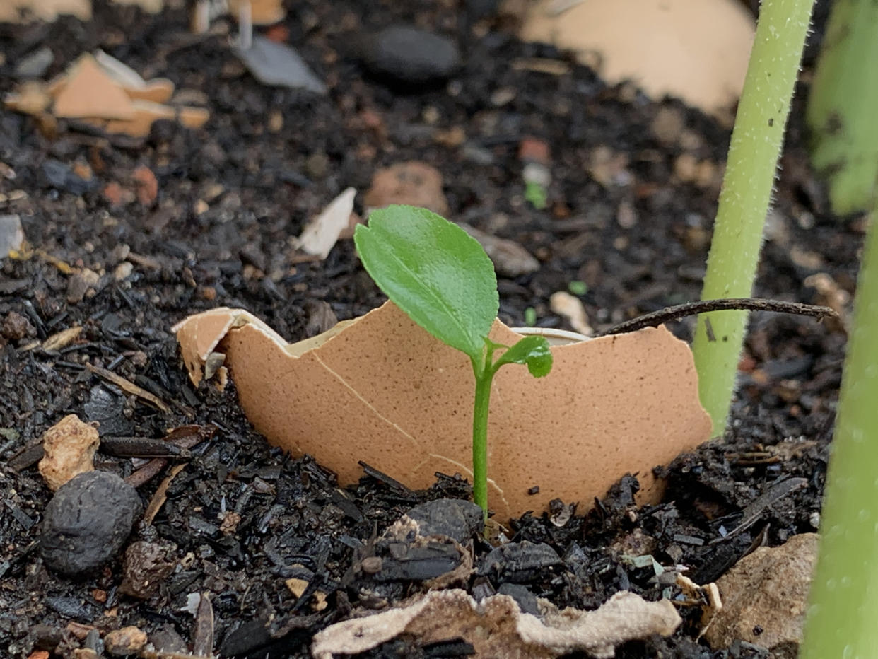  Eggshell in a garden bed. 