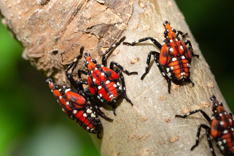 Spotted lanternflies (Lycorma delicatula) in the fourth instar or later nymph stage, in Pennsylvania, on July 20, 2018.