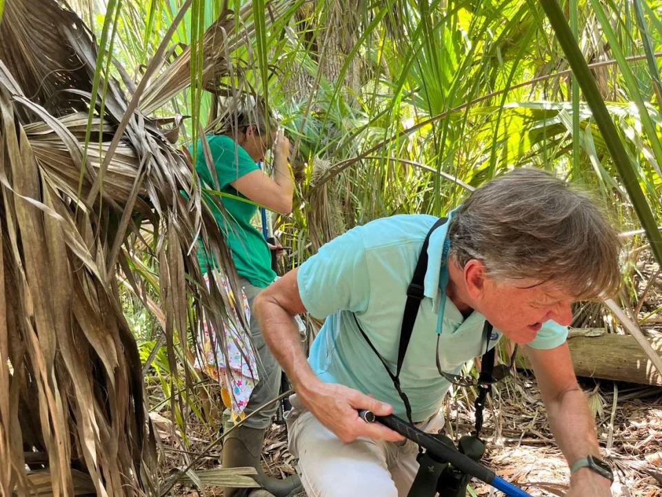 Jayme Waldron and John Holloway search for an eastern diamondback rattlesnake at Marine Corps Recruit Depot Parris Island fitted with an electronic device that allows researchers to track its movements. The Marines and Marshall University are participating in tracking project of eastern diamondbacks to learn more about them and their habitat.