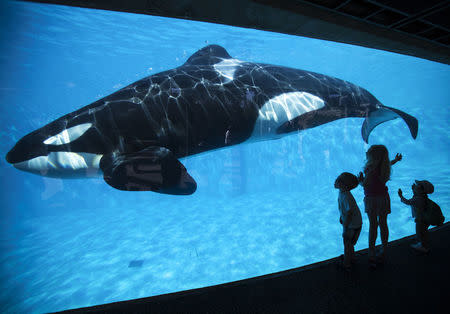 Young children get a close-up view of an Orca killer whale during a visit to the animal theme park SeaWorld in San Diego, California March 19, 2014 REUTERS/Mike Blake