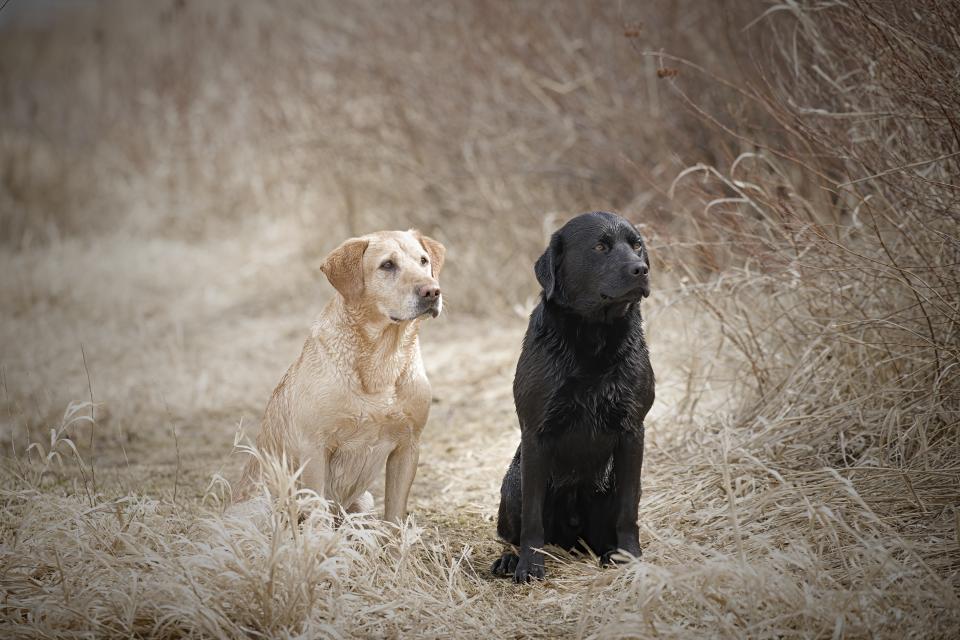 Ein Golden Retriever und ein Labrador haben Hilfe geholt, nachdem ihr Besitzer zusammengebrochen ist. (Symbolbild: Getty)