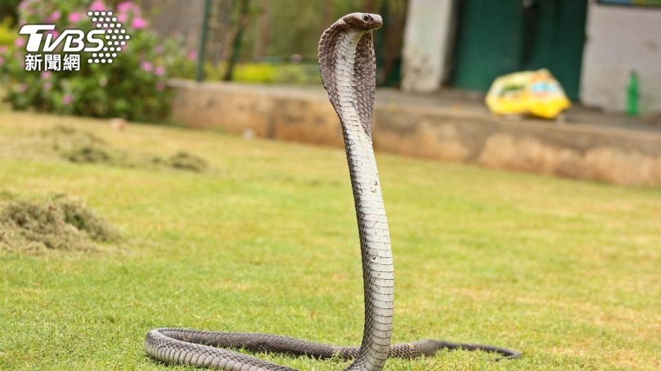 沒想到下一秒眼鏡蛇發動攻擊咬了男子舌頭。（示意圖／shutterstock達志影像）