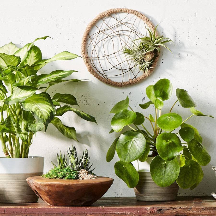 <a href="https://fave.co/2xif5r3" target="_blank" rel="noopener noreferrer">Plants.com</a> is your destination for all things green. You'll find a <a href="https://fave.co/2xif5r3" target="_blank" rel="noopener noreferrer">wide selection</a> of all kinds of plants, from flowering <a href="https://fave.co/2UhR2Bq" target="_blank" rel="noopener noreferrer">orchids</a> and hearty <a href="https://fave.co/3duw8qk" target="_blank" rel="noopener noreferrer">bamboo plants﻿</a>&nbsp;to towering <a href="https://fave.co/2WFy3m4" target="_blank" rel="noopener noreferrer">floor plants</a> and even <a href="https://fave.co/2WHu7RK" target="_blank" rel="noopener noreferrer">herbs</a>.<br />&nbsp;<br /><a href="https://fave.co/2xif5r3" target="_blank" rel="noopener noreferrer">Check out plants at Plants.com</a>.