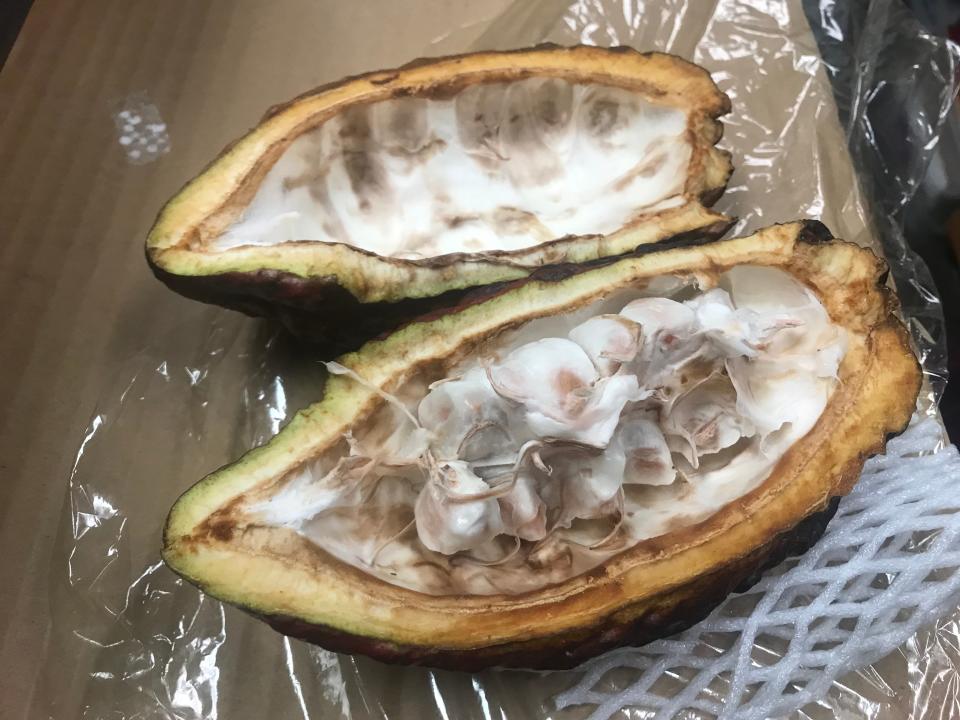 The seeds of a tree species native to portions of the western Amazon, the Cacao.