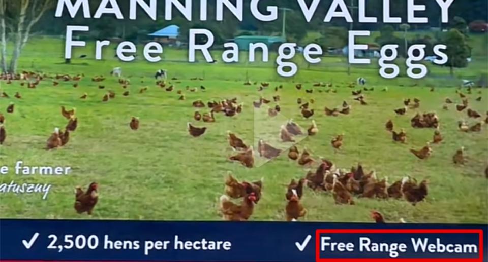 Manning Valley Free Range Eggs, which are sold at Coles, webcam view