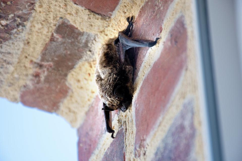 Bat sleeping on the exterior of a brick house.
