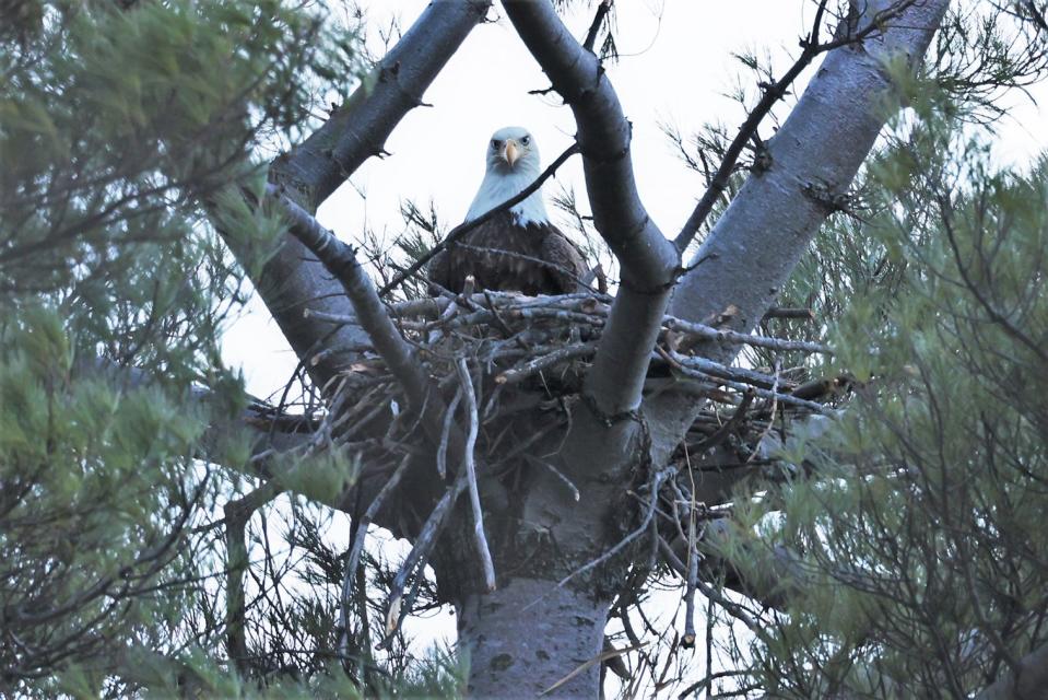 A bald eagle sits on a nest in 2022 in Milwaukee County. Four eagle nests, including at least one with egg tending, were documented in 2022 in Milwaukee County, the last of the state's 72 counties to have an active eagle nest.