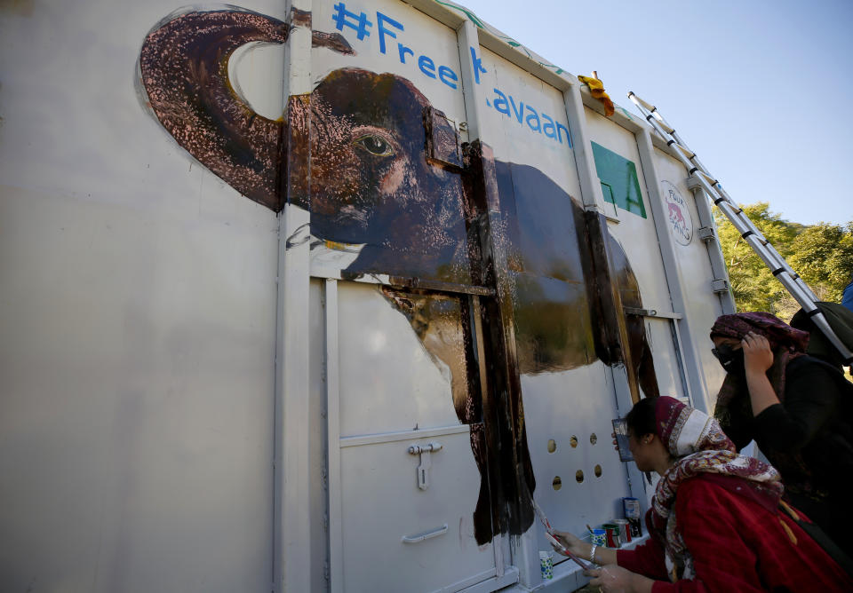 Volunteers paint an image of an elephant named "Kaavan" on a crate to be used to be transported Kaavan to a sanctuary in Cambodia, at the Maragzar Zoo in Islamabad, Pakistan, Friday, Nov. 27, 2020. Iconic singer and actress Cher was set to visit Pakistan on Friday to celebrate the departure of Kaavan, dubbed the “world’s loneliest elephant,” who will soon leave a Pakistani zoo for better conditions after years of lobbying by animal rights groups and activists. (AP Photo/Anjum Naveed)