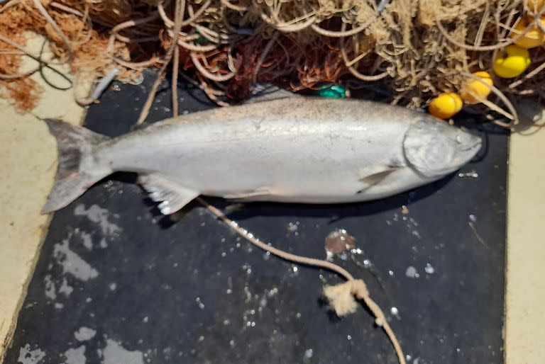 El ejemplar que pescó Almada