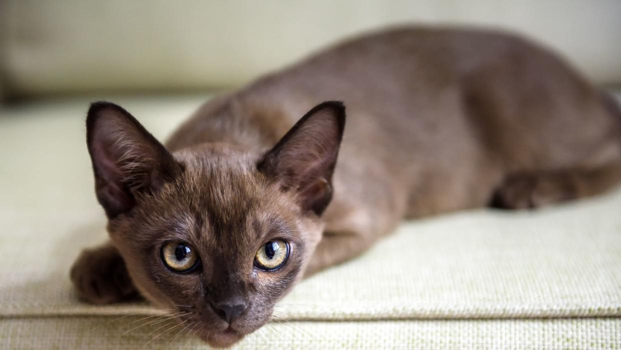 Burmese cat