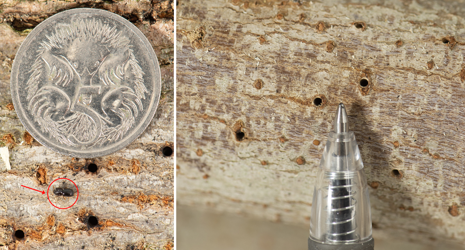 Left - a five cent coin next to a borer. Right - Several borer holes next to a pen.