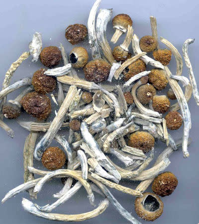 Psilocybin or "magic mushrooms" are seen in an undated photo provided by the U.S. Drug Enforcement Agency (DEA) in Washington, U.S. May 7, 2019. DEA/Handout via REUTERS.