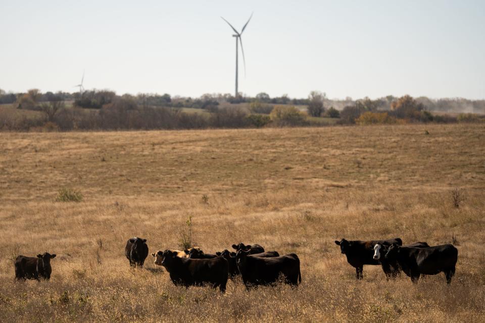 Cattle graze as wind turbines operate in the distance in Goff, Kansas, October 2023.
