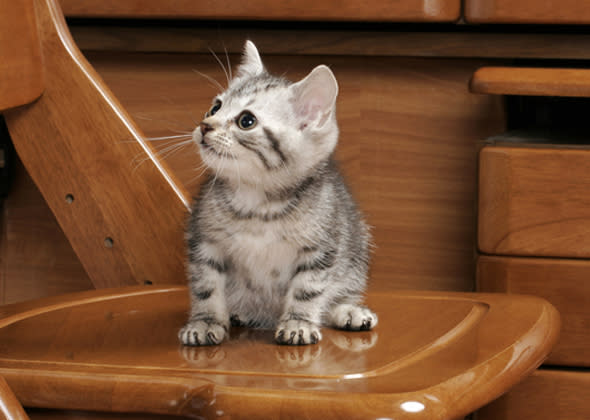 #7 American Shorthair