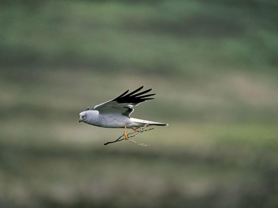 'Massive wildlife crime scene': Endangered hen harriers being wiped out by illegal killing, says study