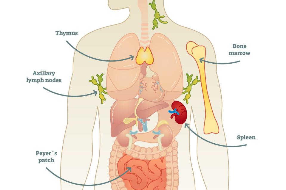 immune system