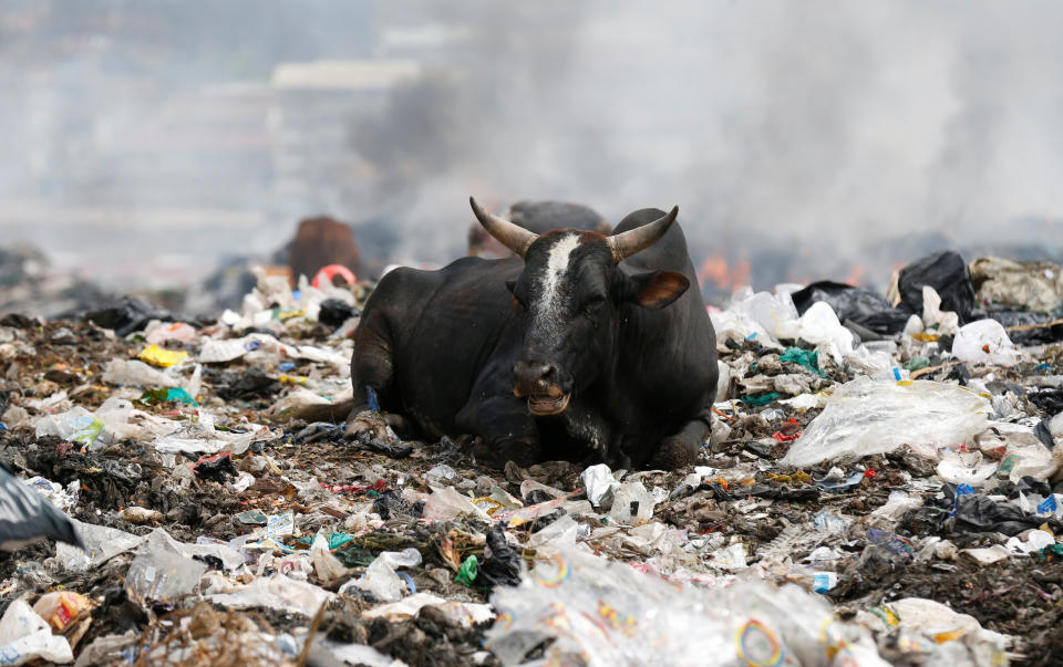 A cow rests on plastic materials at the Dandora dumping site on the outskirts of Nairobi, Kenya. (Photo: Thomas Mukoya / Reuters)