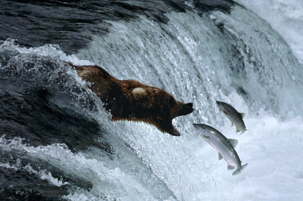 Brown bear having sockeye salmon dinner, AK