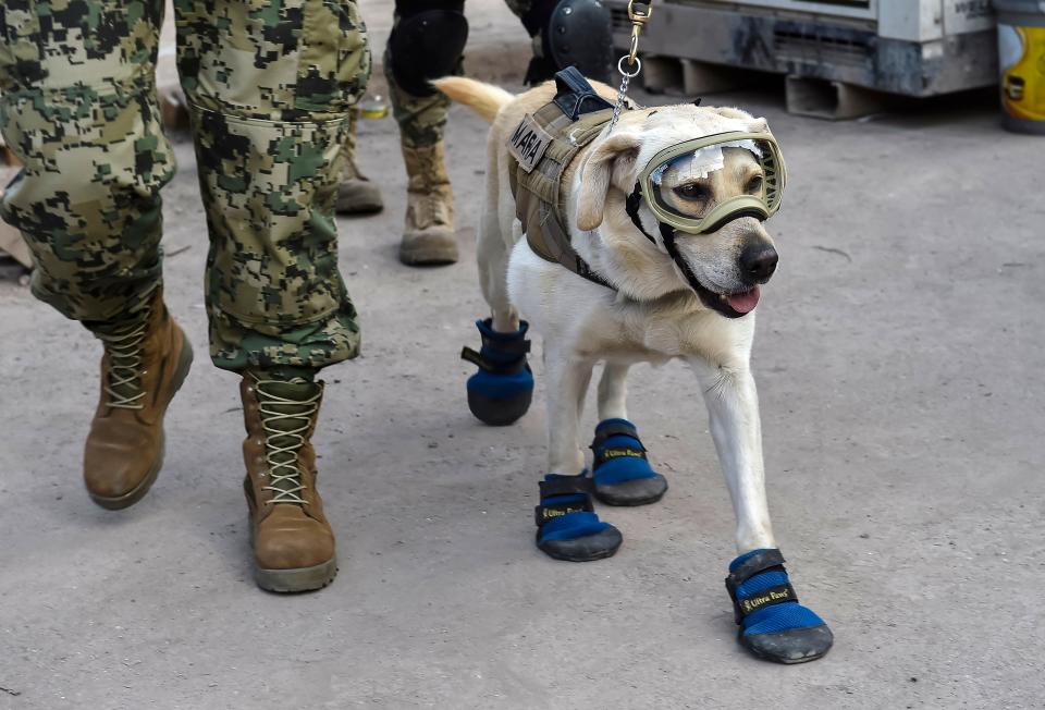 Frida, a rescue dog belonging to the Mexican Navy, with her handler Israel Arauz Salinas, takes part in the effort to look for people trapped at the Rebsamen school in Mexico City, on September 22, 2017, three days after the devastating earthquake that hit central Mexico.