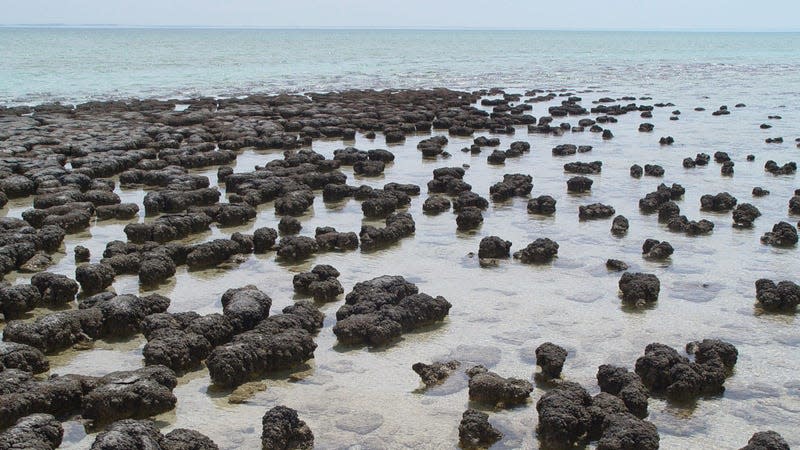 Modern stromatolites in Australia's Shark Bay.