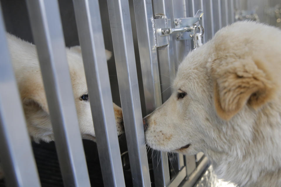<p>Walter greets a fellow dog on board Pittsburgh Aviation Animal Rescue Team’s Disaster Relief and Transport Trailer, after both were rescued from a South Korean dog meat farm by Humane Society International (HSI) on Sunday, March 26, 2017, in New York. HSI reached an agreement with the farmers to permanently close the farm and fly all the dogs to the United States for adoption. This is the seventh dog meat farm the organization has closed in South Korea so far, saving more than 800 dogs as part of its campaign across Asia to end the killing of dogs for consumption. (Andrew Kelly/AP Images for Humane Society International) </p>