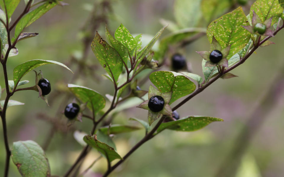 Deadly Nightshade Atropa Belladonna