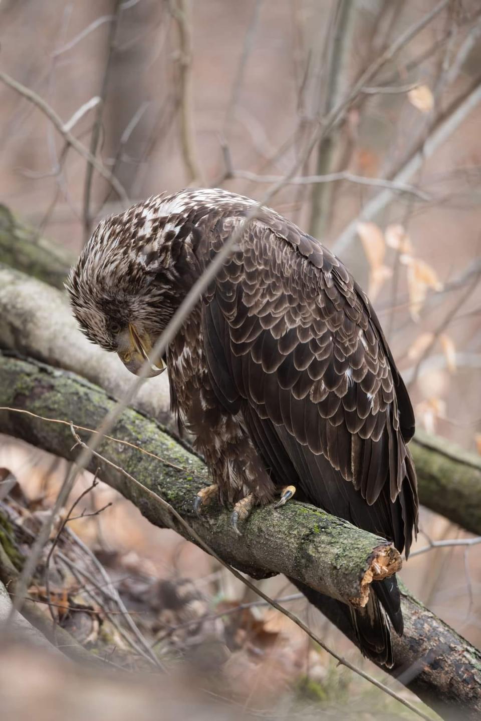 Jeff Basham of South Bend took this photo of the sub-adult bald eagle at Potato Creek State Park in North Liberty on Jan. 29, 2024, shortly before a volunteer took the bird to Humane Indiana Wildlife in Valparaiso, where it was found to have lead poisoning and died.