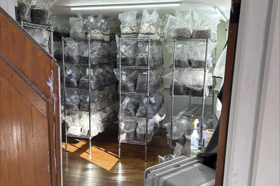 This photo, released by the Connecticut State Police, shows bags of psychedelic mushrooms in a home in Burlington, CT, Thursday, Nov. 2, 2023. Federal, state and local authorities allege they found a clandestine mushroom-growing factory, containing psilocybin mushrooms in various stages of growth, with an estimated total street value of $8,500,000. (Connecticut State Police via AP)